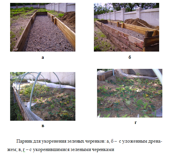 Зеленое черенкование